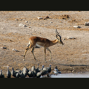 Etosha - Springbok