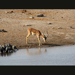 Etosha - Springbok