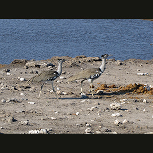 Etosha