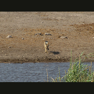 Etosha - Sciacallo