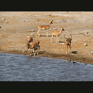 Etosha - Springboks