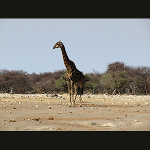 Etosha - Giraffa