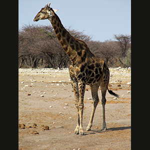 Etosha - Giraffa