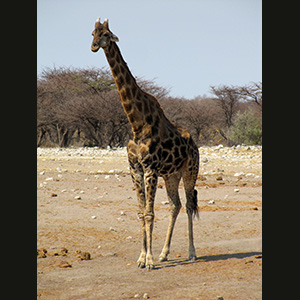 Etosha - Giraffa