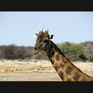 Etosha - Giraffa