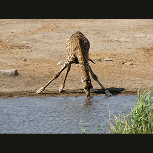 Etosha - Giraffa