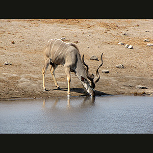 Etosha - Kudu