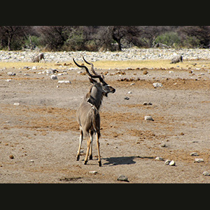 Etosha - Kudu