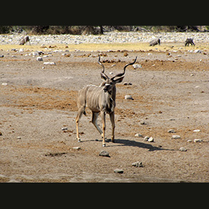 Etosha - Kudu