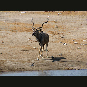 Etosha - Kudu