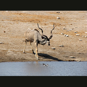 Etosha - Kudu