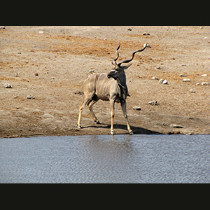 Etosha - Kudu