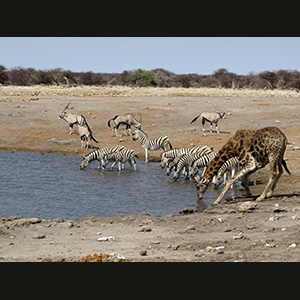 Etosha - Oryxes, zebras, giraffes