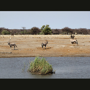 Etosha - Orici