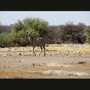 Etosha - Kudu