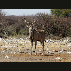 Etosha - Kudu