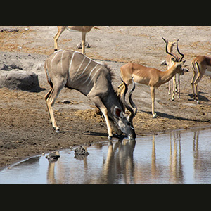 Etosha - Kudu and  springboks