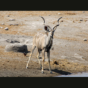 Etosha - Kudu