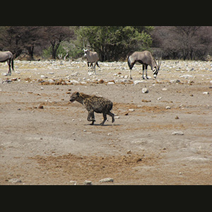 Etosha - Iena ed orici