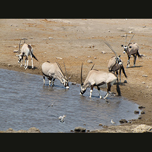 Etosha - Orici