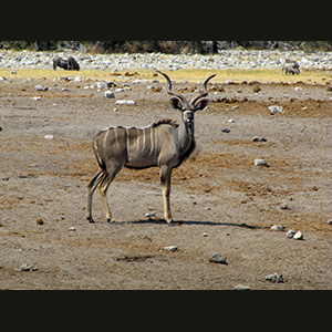 Etosha - Kudu