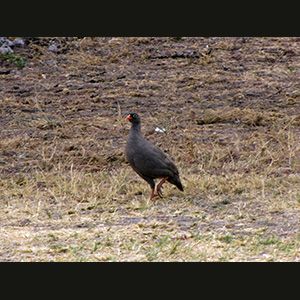 Etosha - Francolino