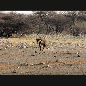 Etosha - Iena