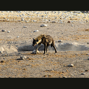 Etosha - Hyena