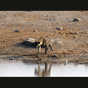 Etosha - Iena