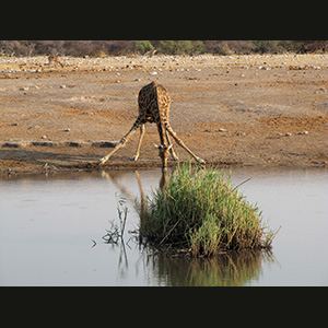 Etosha - Giraffa