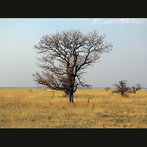 Etosha