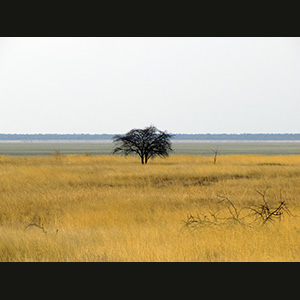 Etosha