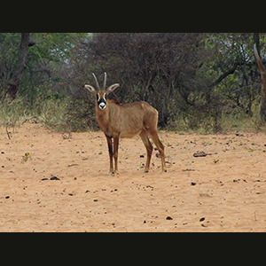 Waterberg - Impala