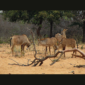 Waterberg - Impala