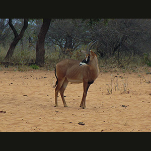 Waterberg - Impala