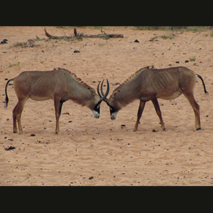 Waterberg - Impala