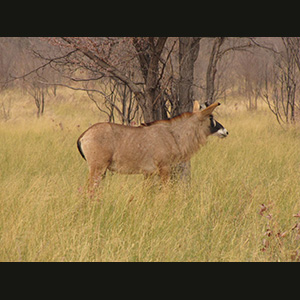 Waterberg - Impala