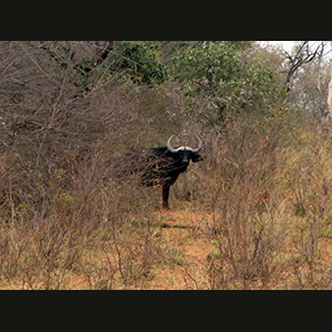 Waterberg - Bufalo