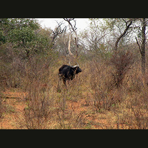 Waterberg - Bufalo