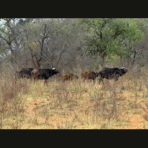Waterberg - Bufali