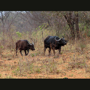 Waterberg - Bufali