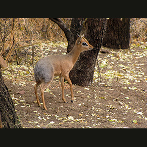 Waterberg - Impala