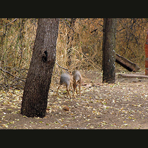 Waterberg - Impala