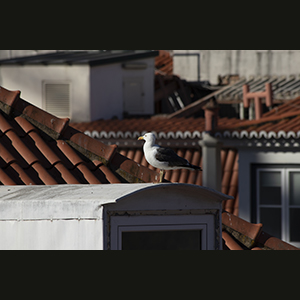 Lisbon