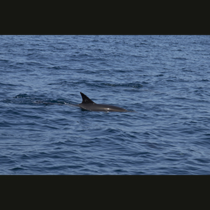 Sagres - Dolphins