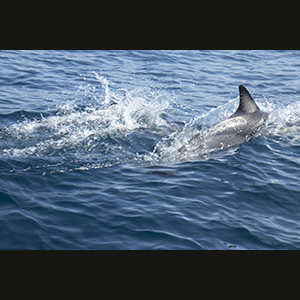 Sagres - Dolphins