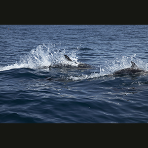 Sagres - Dolphins