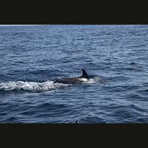 Sagres - Delfini