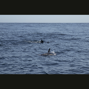 Sagres - Dolphins