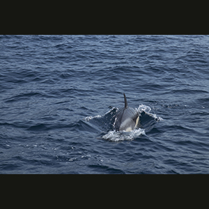 Sagres - Dolphins